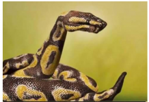 99 % LJUDI VIDI ZMIJU NA SLICI I SVI GRIJEŠE: Optička iluzija sve zaludjela, a evo šta RJEŠENJE govori o vašem KARAKTERU