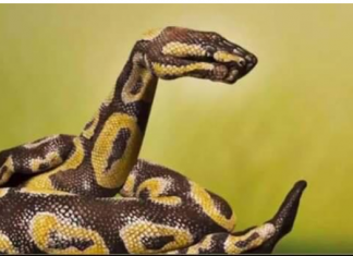 99 % LJUDI VIDI ZMIJU NA SLICI I SVI GRIJEŠE: Optička iluzija sve zaludjela, a evo šta RJEŠENJE govori o vašem KARAKTERU