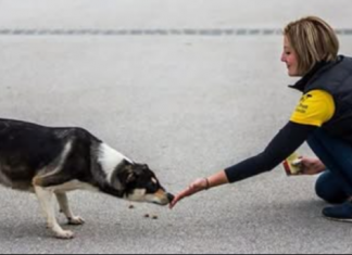 ZNATE LI ŠTA ZNAČI AKO VAM PAS LIŽE RUKU: Nije ljubav, evo šta vam time poručuje