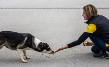 ZNATE LI ŠTA ZNAČI AKO VAM PAS LIŽE RUKU: Nije ljubav, evo šta vam time poručuje