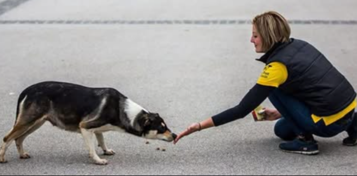ZNATE LI ŠTA ZNAČI AKO VAM PAS LIŽE RUKU: Nije ljubav, evo šta vam time poručuje