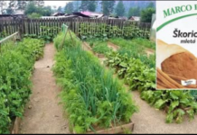 Obični cimet je blago za svakog vrtlara: UVIJEK imam 1 paketić pri ruci u dvorištu, učinak je neprocjenjiv!