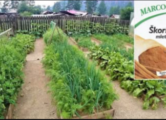 Obični cimet je blago za svakog vrtlara: UVIJEK imam 1 paketić pri ruci u dvorištu, učinak je neprocjenjiv!