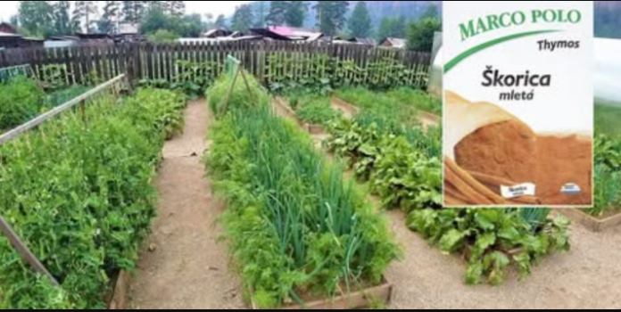 Obični cimet je blago za svakog vrtlara: UVIJEK imam 1 paketić pri ruci u dvorištu, učinak je neprocjenjiv!
