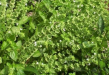 SVAKA ŽENA OVO MORA DA IMA: Ovo je biljka koja ČUVA kuću od zla i garantuje sretan BRAK i NOVAC