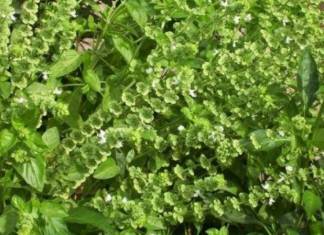 SVAKA ŽENA OVO MORA DA IMA: Ovo je biljka koja ČUVA kuću od zla i garantuje sretan BRAK i NOVAC