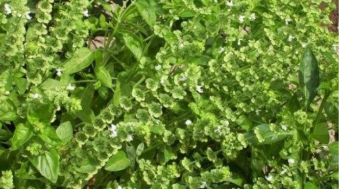 SVAKA ŽENA OVO MORA DA IMA: Ovo je biljka koja ČUVA kuću od zla i garantuje sretan BRAK i NOVAC