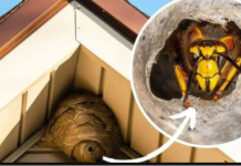 Domaći TRIK za otklanjanje stršljena: Samo sam ga stavio u baštu i sutradan ih nema!