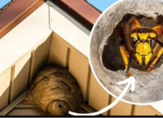 Domaći TRIK za otklanjanje stršljena: Samo sam ga stavio u baštu i sutradan ih nema!