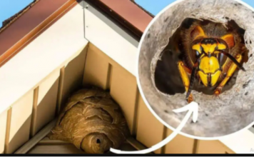 Domaći TRIK za otklanjanje stršljena: Samo sam ga stavio u baštu i sutradan ih nema!