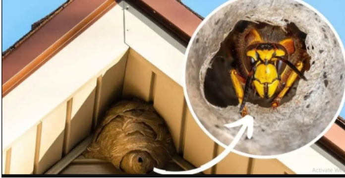 Domaći TRIK za otklanjanje stršljena: Samo sam ga stavio u baštu i sutradan ih nema!