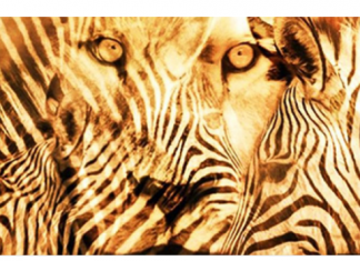 Lav ili zebra: Životinja koju ste prvo ugledali na ovoj optičkoj iluziji otkriva najvažnije osobine vaše ličnosti