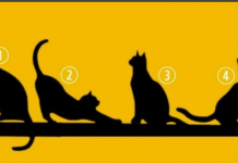 IZABERITE MAČKU SA SLIKE I SAZNAĆETE DA LI VAS ČEKA SREĆA U ŽIVOTU: Test koji OTKRIVA APSOLUTNO SVE