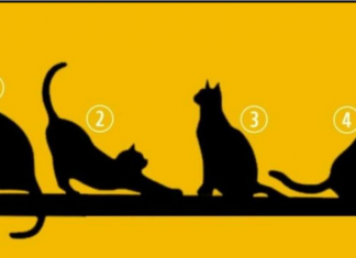 IZABERITE MAČKU SA SLIKE I SAZNAĆETE DA LI VAS ČEKA SREĆA U ŽIVOTU: Test koji OTKRIVA APSOLUTNO SVE