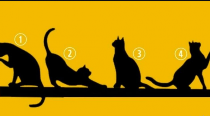 IZABERITE MAČKU SA SLIKE I SAZNAĆETE DA LI VAS ČEKA SREĆA U ŽIVOTU: Test koji OTKRIVA APSOLUTNO SVE