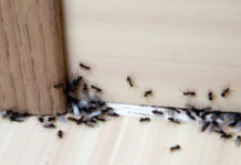 Spriječite im ulazak u dom: Mravi mrze miris ovog predmeta