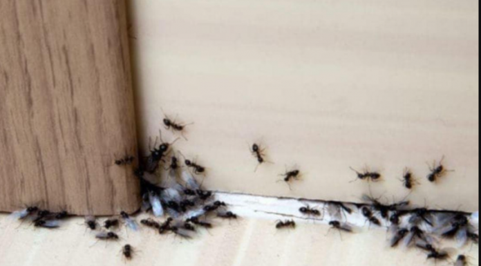 Spriječite im ulazak u dom: Mravi mrze miris ovog predmeta