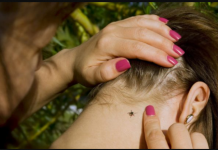 KRPELJI VREBAJU IZ TRAVE: Počinje im sezona, ako ih ne uklonite na vrijeme, u problemu ste, ovo su simptomi