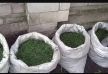 NIKADA ne bacajte pokošenu travu: EVO ZAŠTO i svaki baštovan to treba da zna!