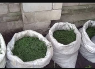 NIKADA ne bacajte pokošenu travu: EVO ZAŠTO i svaki baštovan to treba da zna!