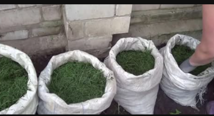 NIKADA ne bacajte pokošenu travu: EVO ZAŠTO i svaki baštovan to treba da zna!