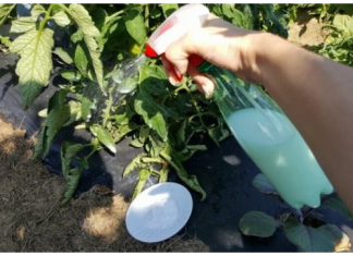 Udvostručite urod paradajza, krastavaca i ostalog povrća: Odmah zalijte ovim domaćim ČUDOM!