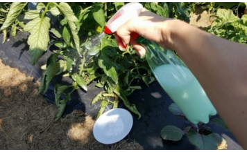 Udvostručite urod paradajza, krastavaca i ostalog povrća: Odmah zalijte ovim domaćim ČUDOM!