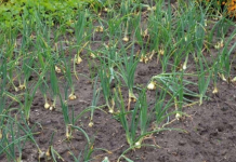 Kada sadim luk, uvijek se pridržavam ovog savjeta mog dede: Godinama imam takav rod da se svi dive