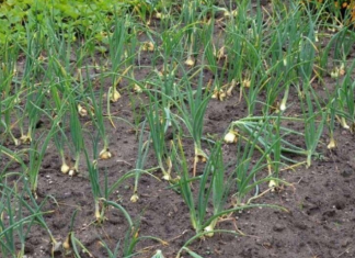 Kada sadim luk, uvijek se pridržavam ovog savjeta mog dede: Godinama imam takav rod da se svi dive