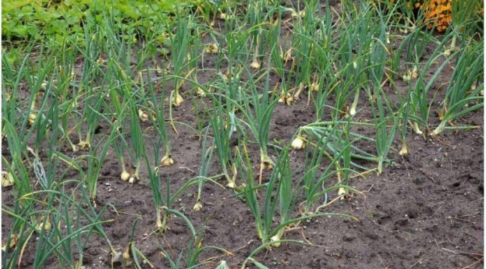 Kada sadim luk, uvijek se pridržavam ovog savjeta mog dede: Godinama imam takav rod da se svi dive