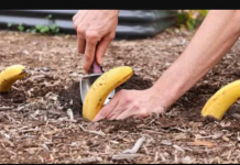 Samo zakopajte banane u vrt u proljeće: VIDJET ĆETE SVOJIM OČIMA ŠTO ĆE SE DOGODITI!