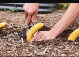 Samo zakopajte banane u vrt u proljeće: VIDJET ĆETE SVOJIM OČIMA ŠTO ĆE SE DOGODITI!
