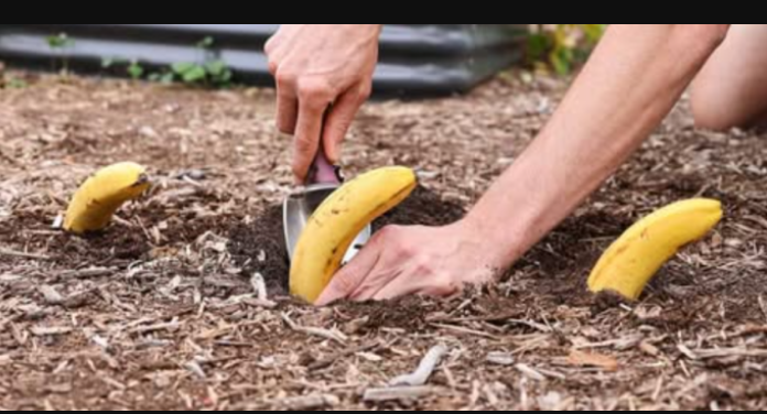 Samo zakopajte banane u vrt u proljeće: VIDJET ĆETE SVOJIM OČIMA ŠTO ĆE SE DOGODITI!