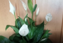 Moja mama RADI jednu stvar nakon zalijevanja spatifiliuma: Ne možete ni izbrojati nove pupoljke!