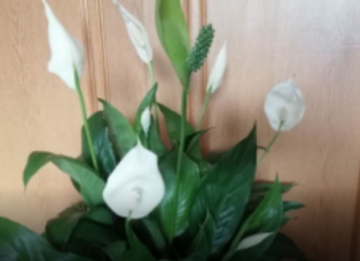 Moja mama RADI jednu stvar nakon zalijevanja spatifiliuma: Ne možete ni izbrojati nove pupoljke!