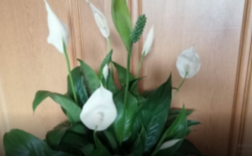 Moja mama RADI jednu stvar nakon zalijevanja spatifiliuma: Ne možete ni izbrojati nove pupoljke!