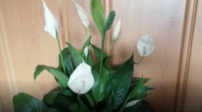 Moja mama RADI jednu stvar nakon zalijevanja spatifiliuma: Ne možete ni izbrojati nove pupoljke!