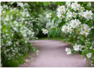 AKO ŽELITE DA BOGATSTVO I SREĆA PRATE VAŠU PORODICU: U baštu ili u saksiju ovog ljeta OBAVEZNO posadite ovu vrstu cvijeća