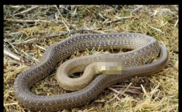 Šta znači sanjati zmiju: Evo kada je to dobar znak, a kada loš