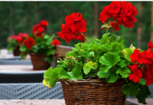 Vaše muškatle će cvjetati do oktobra: samo dodajte 1 neobičan sastojak u vodu