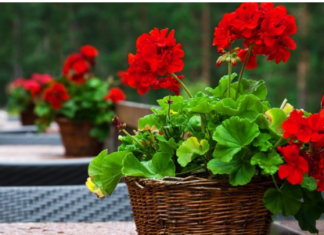 Vaše muškatle će cvjetati do oktobra: samo dodajte 1 neobičan sastojak u vodu