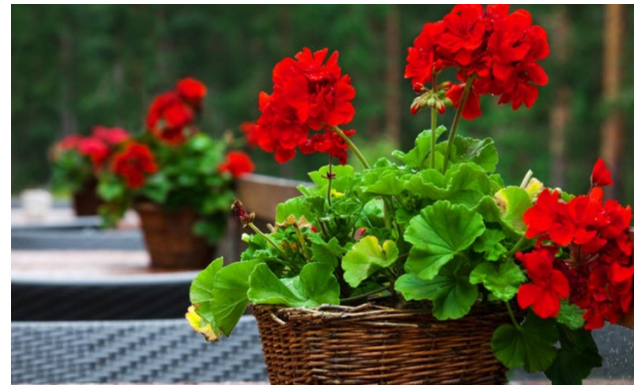 Vaše muškatle će cvjetati do oktobra: samo dodajte 1 neobičan sastojak u vodu