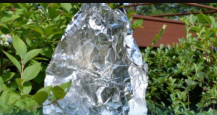 Ovog proljeća svi vješaju kuglice aluminijske folije u svoje vrtove: Kad saznate zašto i vi ćete!