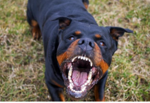 Jedna reč može da vas spasi od napada psa! Stručnjaci savetuju kako da se ponašate ako dođete u opasnost