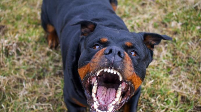 Jedna reč može da vas spasi od napada psa! Stručnjaci savetuju kako da se ponašate ako dođete u opasnost