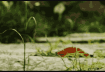 Riješite se korova zauvijek: Nema čupanja i hemije, pomiješajte 3 sastojka i više neće nicati