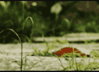 Riješite se korova zauvijek: Nema čupanja i hemije, pomiješajte 3 sastojka i više neće nicati