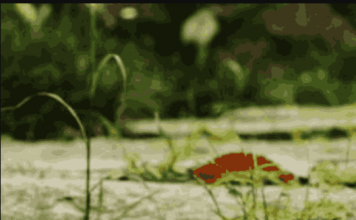 Riješite se korova zauvijek: Nema čupanja i hemije, pomiješajte 3 sastojka i više neće nicati