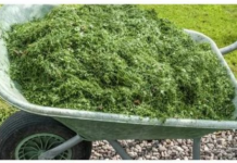 NIKAD NEMOJTE BACATI POKOŠENU TRAVU, samo uradite ovo! Bolje od 100 gnojiva!