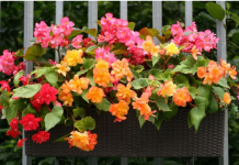 Vjeruje se DONOSI RADOST I SREĆU u kuću: Svaka žena treba da gaji ovo cvijeće na terasi ili dvorištu